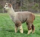 NELSON's Mojito half-brother, SILVERADO, in 2016, with his cria fleece tipped.