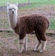 Major NELSON in 2013, wearing his untipped cria fleece.