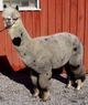 Patience's paternal grandsire: HA HOLY SMOKE [Alpaca Ventures/internet archives]