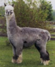 Patience's paternal great grandsire: 5Peruvian SILVERADO [Stachowski Alpacas/internet archives] 