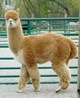 CFI Peruvian TOPGUN, sired by PHA ACCOYO BENTLEY!