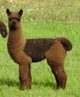 August 2017: SAINT-TROPEZ. Dark SILVER GREY beneath his brown-tipped cria fleece.