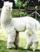 CANADIAN Acero Marka's ROCKAMUNDO, 13.6 micron great grandsire.