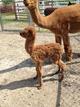 2 hour old cria