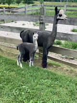 Silver grey female cria