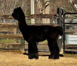 alpaca for sale