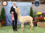 alpaca for sale