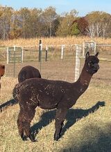 alpaca for sale