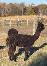 alpaca for sale