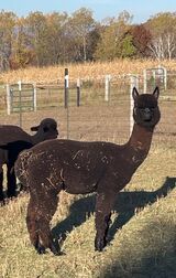 alpaca for sale