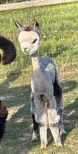 alpaca for sale