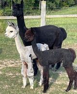 alpaca for sale