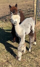 alpaca for sale