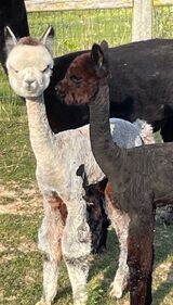 alpaca for sale