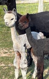 alpaca for sale