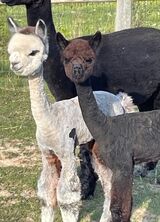 alpaca for sale