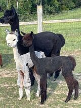 alpaca for sale