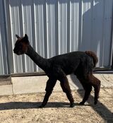 alpaca for sale