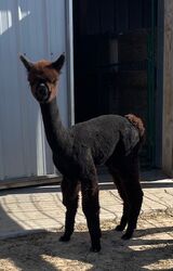 alpaca for sale