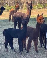 alpaca for sale