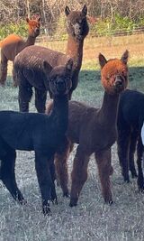 alpaca for sale