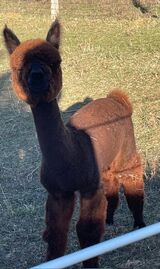 alpaca for sale