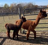 alpaca for sale