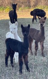 alpaca for sale