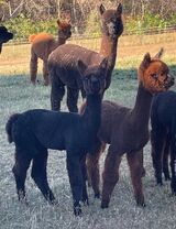 alpaca for sale