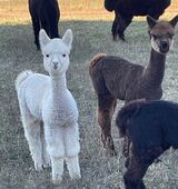 alpaca for sale