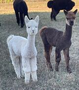 alpaca for sale