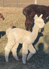 alpaca for sale