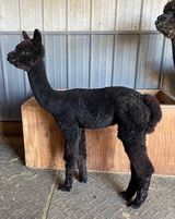 alpaca for sale