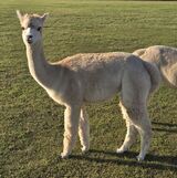 alpaca for sale