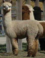 alpaca for sale