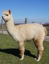 alpaca for sale