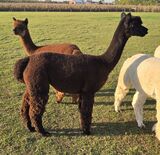 alpaca for sale