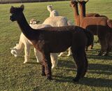 alpaca for sale