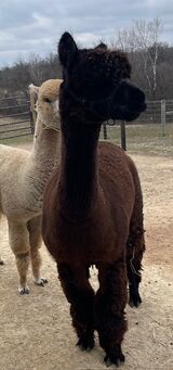 alpaca for sale