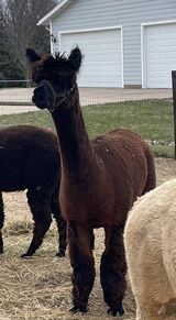 alpaca for sale