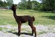 Female cria