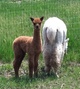 Male cria