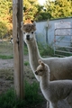 Heidi and her Matrix cria