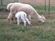 Heidi and her Chaccoyo cria