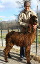 2012 Cria, Wrecker