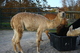 Eating hay, I love my hay!