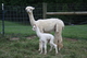 Maggie with 2011 Cria just standing