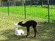 Maggie's 2012 Cria being checked out by Boot's 2012 Cria