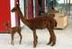 Celeste and 2013 cria Hayburner