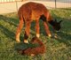 Boots w/2011 cria (Buddy)